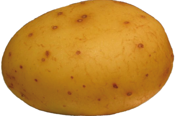potato-transparent-169839380995oV2.png