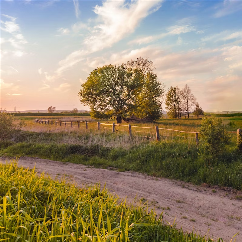 sunset-green-tree-1693400664XwEvd.png