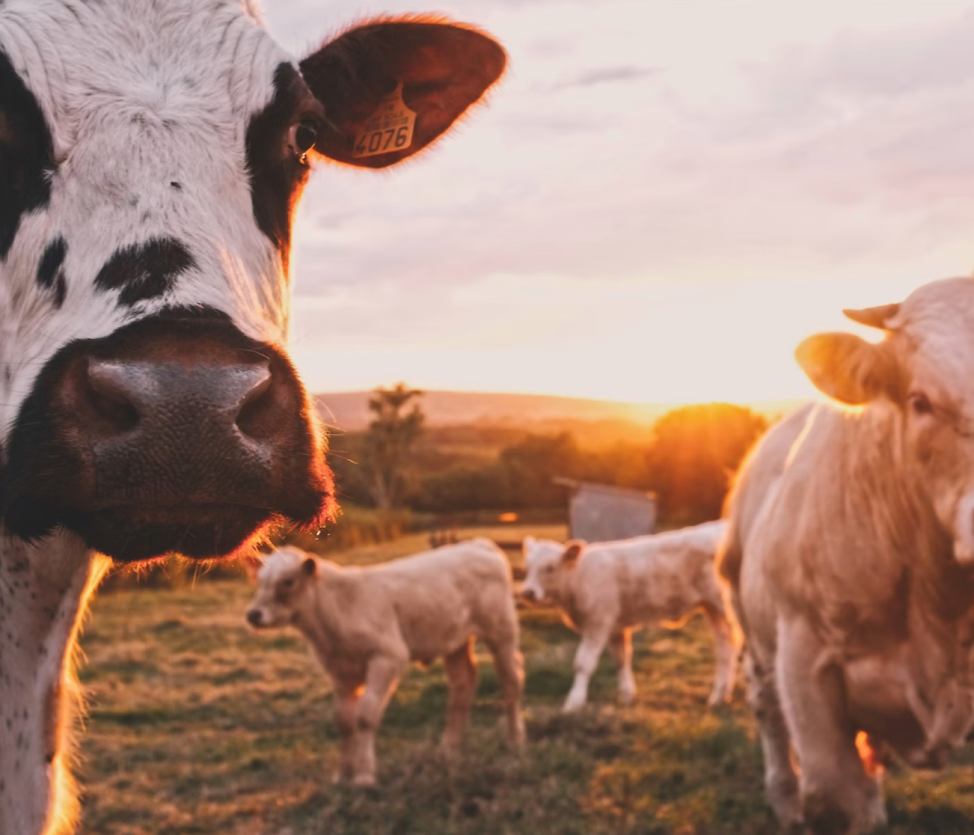 cows-1694075211lybJs.png