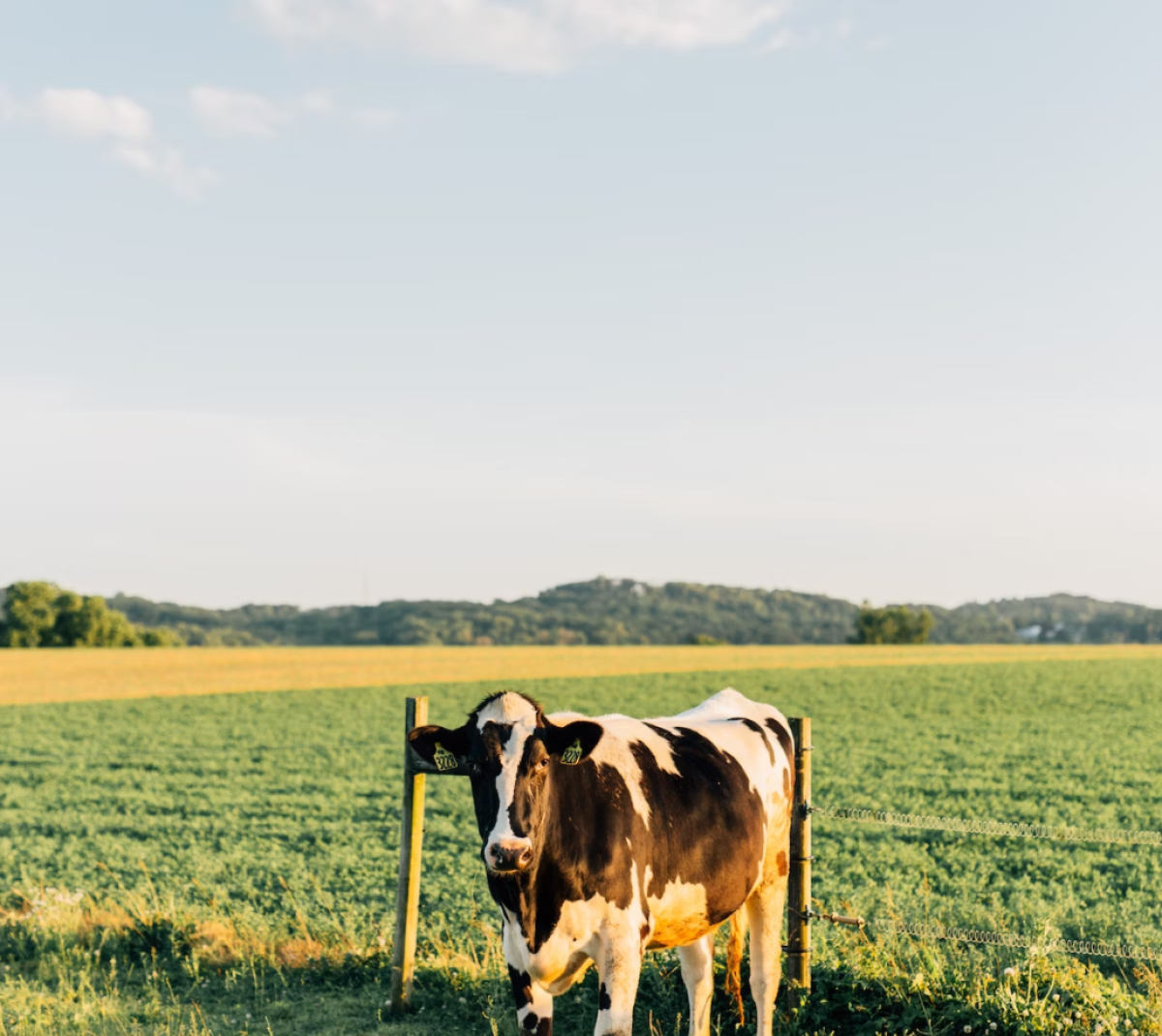 far-cow-1694075222MnAyr.png